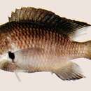 Sivun Chromis notata (Temminck & Schlegel 1843) kuva