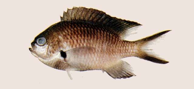 Image of Pearl-spot Chromis