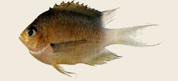 Sivun Chromis ovatiformes Fowler 1946 kuva