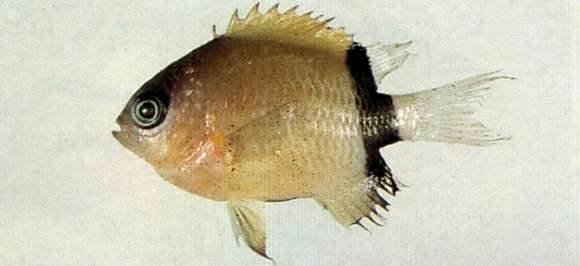 Image de Chromis retrofasciata Weber 1913