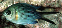 Chromis xanthochira (Bleeker 1851)的圖片