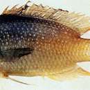 Image of Yellowback damselfish