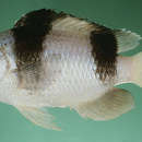 Image of Threeband damselfish