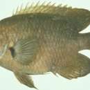 Image of Giant farmerfish