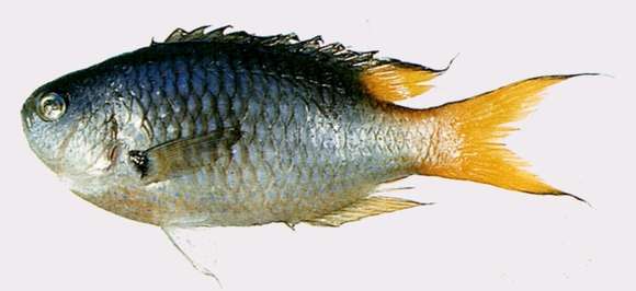 Image of Neopomacentrus