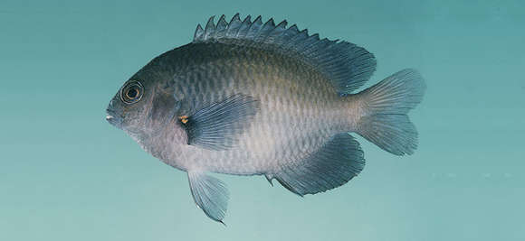 Image of Azurespt damselfish