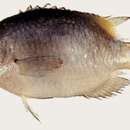 Image of Damselfish