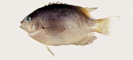 Image of Damselfish