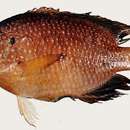 Image of Ocellate damselfish