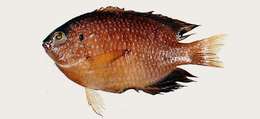 Image of Ocellate damselfish