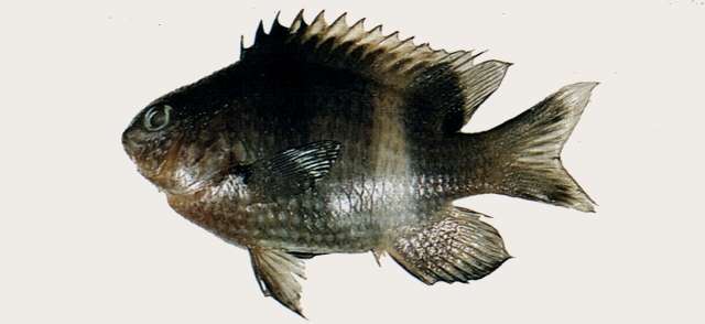 Image of Gregory Fishes