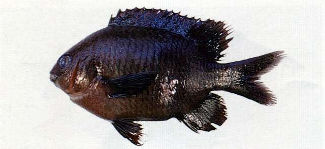 Image of Gregory Fishes