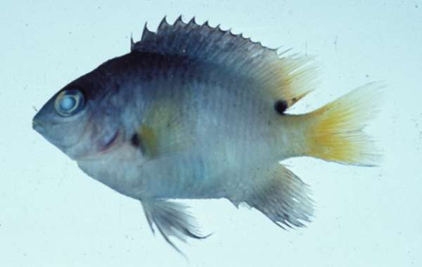 Image of Gregory Fishes