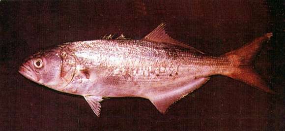 Image of bluefish