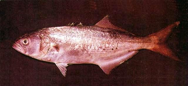 define bluefish