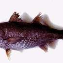 Image of Gnomefish
