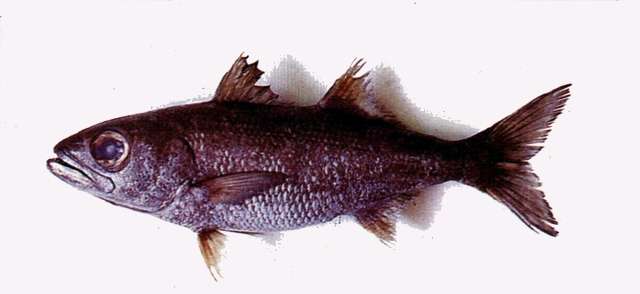 Image of gnomefishes
