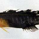 Слика од Pseudochromis cyanotaenia Bleeker 1857