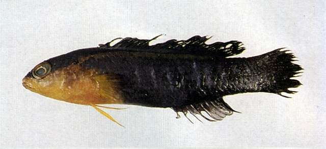 Слика од Pseudochromis cyanotaenia Bleeker 1857