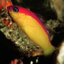 Image of Diadem dottyback