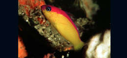 Image de Pictichromis