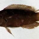 Sivun Pseudochromis fuscus Müller & Troschel 1849 kuva
