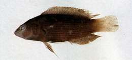 Plancia ëd Pseudochromis fuscus Müller & Troschel 1849