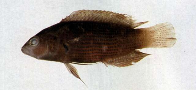 Слика од Pseudochromis fuscus Müller & Troschel 1849