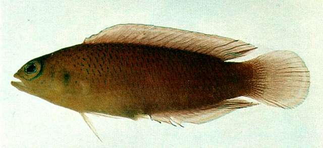 Слика од Pseudochromis luteus Aoyagi 1943