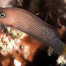 Image of Orangespotted dottyback