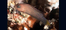 Слика од Pseudochromis marshallensis Schultz 1953