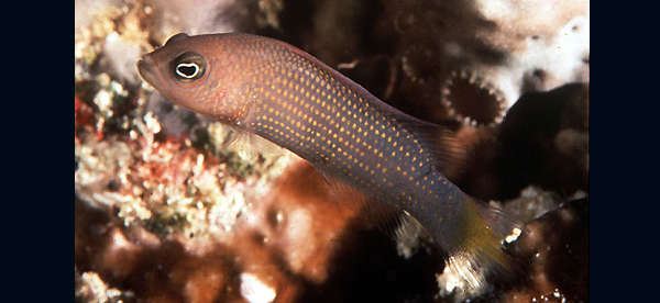 Plancia ëd Pseudochromis marshallensis Schultz 1953