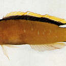 Слика од Pseudochromis tapeinosoma Bleeker 1853