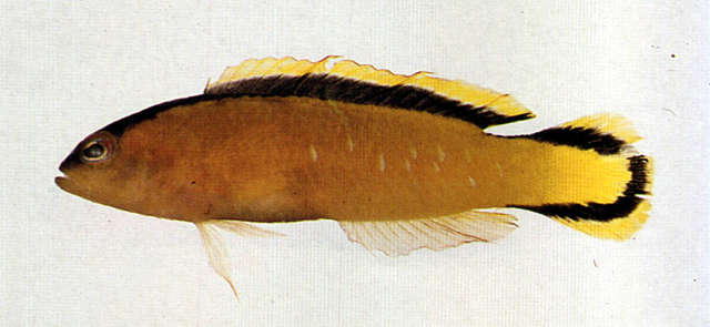 Plancia ëd Pseudochromis tapeinosoma Bleeker 1853