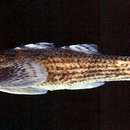 Image of Loach Goby