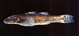 Image of Rhyacichthys