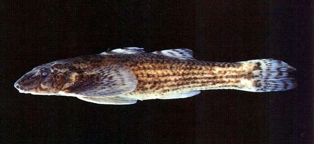 Image of loach gobies