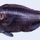 Image of Humphead parrotfish