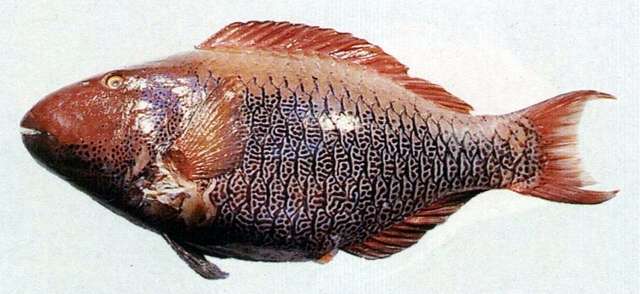 Image of Cetoscarus