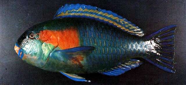 Image of Bower's Parrotfish