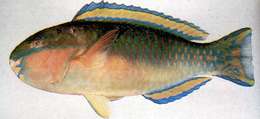 Image of Chlorurus pyrrhurus