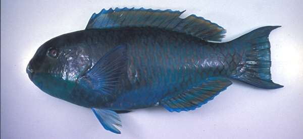 Image of Blunt-head Parrotfish