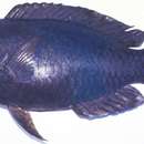 Image of Black parrotfish
