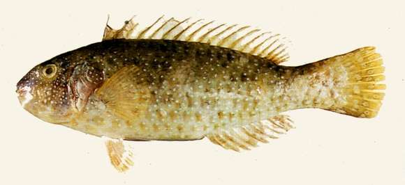 Image of Leptoscarus
