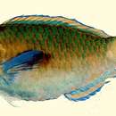 Image of Festive parrotfish