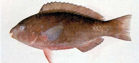 Image of Globehead Parrotfish