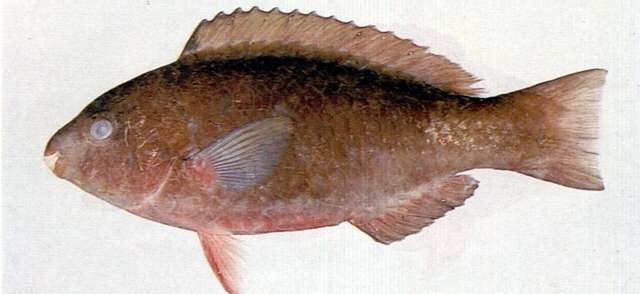 Image of Globehead Parrotfish