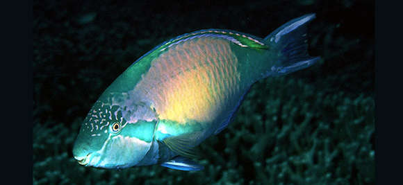 Image of East Indies parrotfish
