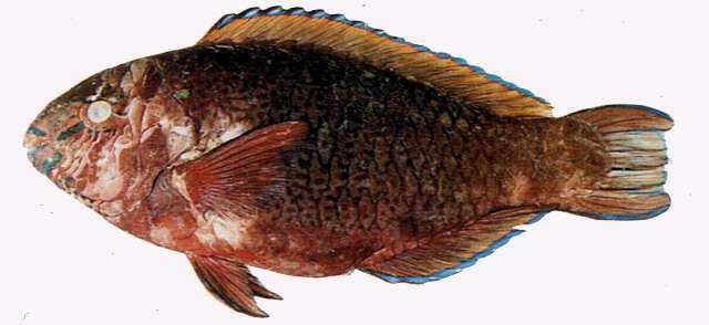 Image of Dusky parrotfish