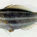 Image of Knobsnout Parrotfish
